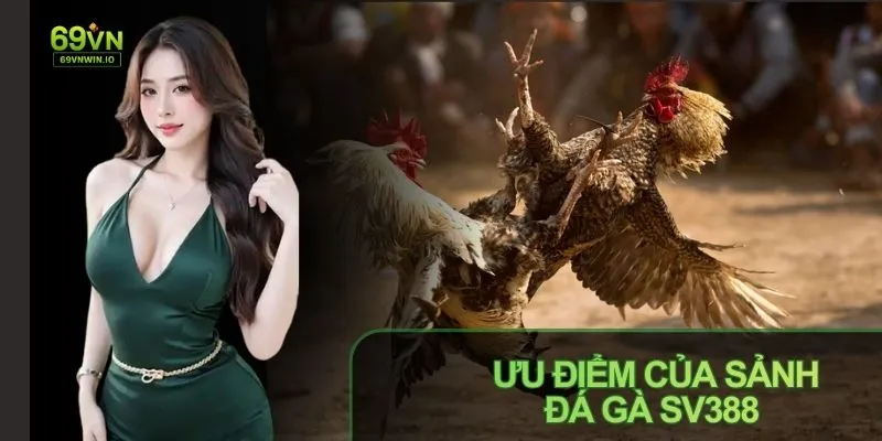 Đá Gà SV388 Là Gì - Sảnh Game Hấp Dẫn Và Siêu Kịch Tính 3 Sảnh đá gà SV388 có đa dạng hình thức cược