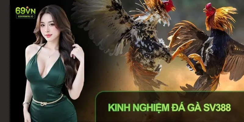 Đá Gà SV388 Là Gì - Sảnh Game Hấp Dẫn Và Siêu Kịch Tính 4 Theo dõi Đá gà SV388 là gì để nâng cao cơ hội thắng