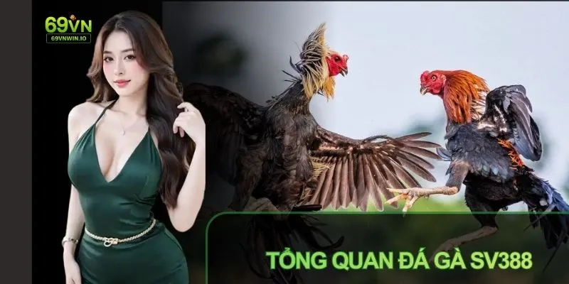 Đá Gà SV388 Là Gì - Sảnh Game Hấp Dẫn Và Siêu Kịch Tính 2 Tìm hiểu đá gà SV388 là gì để có cơ hội xem live kịch tính